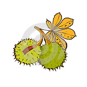 ÃÂ¡hestnuts hand drawn with yellow leaves of horse chestnut tree and Conkers in shell.