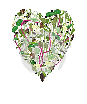 Microgreen. Heart made of microgreen sprouts. photo