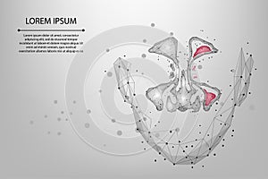 Abstract mesh line and point Sinusitis. Low poly Healthy and inflammation nasal sinus photo