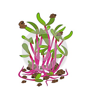 Microgreen. Healthy nutrition and diet. Sprouted seeds. Close-up.