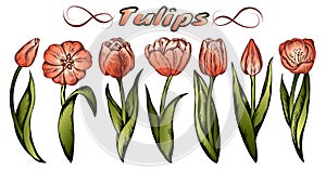 Sketch hand drawn colorful tulips flowers isolated on white background. Spring pink tulip with green leaves. Holland flower