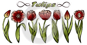 Sketch hand drawn set of red tulips isolated on white background. Colorful turkish, Holland, Netherlands flowers