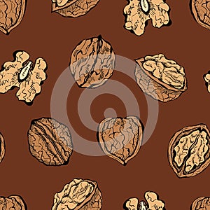 Illustration of ink sketch hand drawn pattern with walnut plant. Farmer market design. Vintage, retro style.