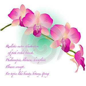 Spring of orchid flowers. Vector illustration
