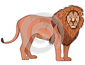 A ravenous lion standing, Victor photo