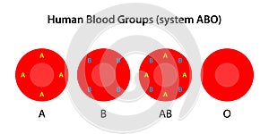 Human blood groups, ABO system. Antigens A and B on red blood cells.