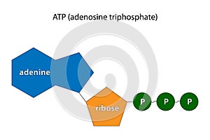 Adenosine triphosphate (ATP). Chemical formula. photo