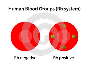 Human blood groups, Rh system