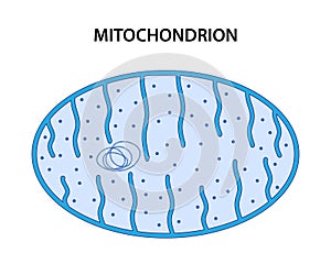 The mitochondrion is a double-membraned organelle found in most eukaryotic cells. photo