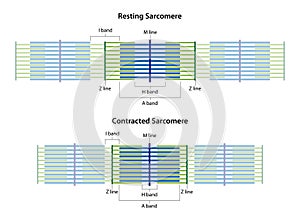 Sarcomeres in different functional stages: resting and contracted. photo