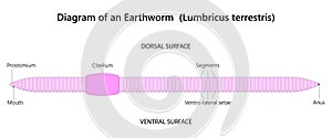 Earthworm is a segmented worm, an invertebrate of the phylum Annelida.