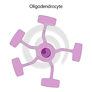 Oligodendrocyte, a type of glial cell. photo