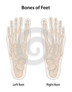 Bones of feet, dorsal (posterior) view photo