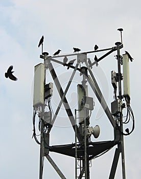 Mobile antenna with birds