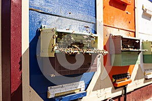 Mobile apiary. Beekeeping. Pollen trap for collecting pollen pellets from legs of honey bees