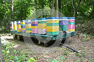 Mobile Beehive Trailer. Relocating Honey Bees in Forest photo