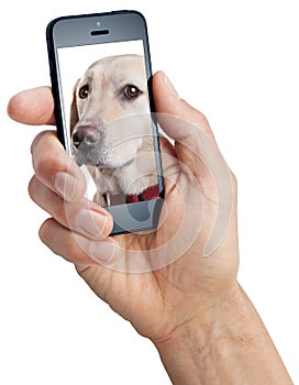 Mobile Cell Phone Dog Hand