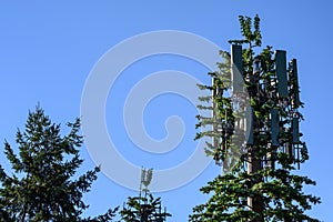 Mobile communications cell site with tower and antennas camouflaged as an evergreen tree, blue sky fall day