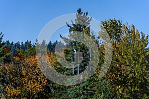 Mobile communications cell site with tower and antennas camouflaged as an evergreen tree, blue sky fall day