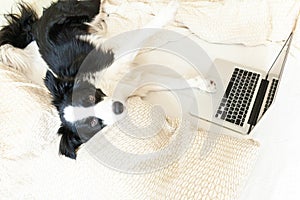 Mobile Office at home. Funny portrait cute puppy dog border collie on bed working surfing browsing internet using laptop pc