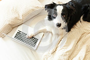 Mobile Office at home. Funny portrait cute puppy dog border collie on bed working surfing browsing internet using laptop pc