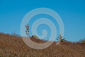 Mobile phone antenna mast rising above a forest..