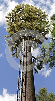 Mobile Phone Mast disguised as tree
