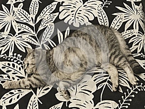 Mobile photo of the home cat on bedcloth