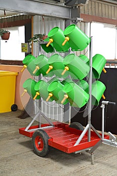 Mobile rack with plastic buckets for unsoldering of calfs. Dairy farm