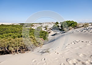 Mobile sand dunes, DoÃÂ±ana, Spain
