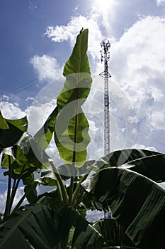 Mobile telephone antenna showing humans encroachment into rainforests and habitat