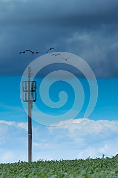 Mobile tower with corn field and birds