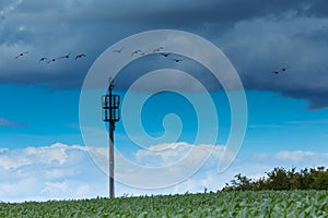 Mobile tower with corn field and birds