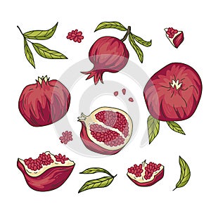 Tropical vector set with pomegranate fruit while and slices with seeds. Armenian fruit collection. Vector bright elements design photo