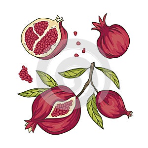 Vector bright elements design. Tropical vector set with pomegranate fruit while and slices with seeds. Armenian fruit collection.