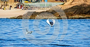 Mobula ray is jumping in the background of the beach of Cabo San Lucas. Mexico. Sea of Cortez.