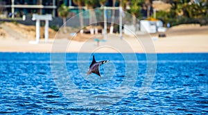 Mobula ray is jumping in the background of the beach of Cabo San Lucas. Mexico. Sea of Cortez.