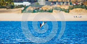 Mobula ray is jumping in the background of the beach of Cabo San Lucas. Mexico. Sea of Cortez.