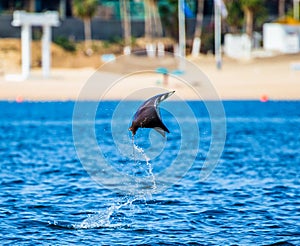 Mobula ray is jumping in the background of the beach of Cabo San Lucas. Mexico. Sea of Cortez.