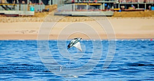 Mobula ray is jumping in the background of the beach of Cabo San Lucas. Mexico. Sea of Cortez.