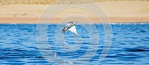 Mobula ray is jumping in the background of the beach of Cabo San Lucas. Mexico. Sea of Cortez.