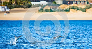 Mobula ray is jumping in the background of the beach of Cabo San Lucas. Mexico. Sea of Cortez.