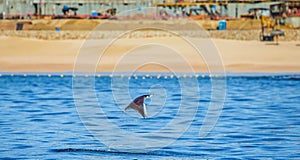 Mobula ray is jumping in the background of the beach of Cabo San Lucas. Mexico. Sea of Cortez.