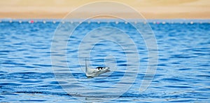 Mobula ray is jumping in the background of the beach of Cabo San Lucas. Mexico. Sea of Cortez.