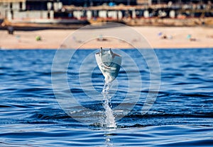 Mobula ray is jumping in the background of the beach of Cabo San Lucas. Mexico. Sea of Cortez.