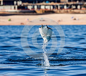 Mobula ray is jumping in the background of the beach of Cabo San Lucas. Mexico. Sea of Cortez.