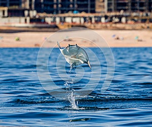 Mobula ray is jumping in the background of the beach of Cabo San Lucas. Mexico. Sea of Cortez.