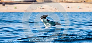 Mobula ray is jumping in the background of the beach of Cabo San Lucas. Mexico. Sea of Cortez.