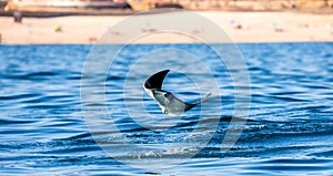 Mobula ray is jumping in the background of the beach of Cabo San Lucas. Mexico. Sea of Cortez.