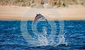 Mobula ray is jumping in the background of the beach of Cabo San Lucas. Mexico. Sea of Cortez.